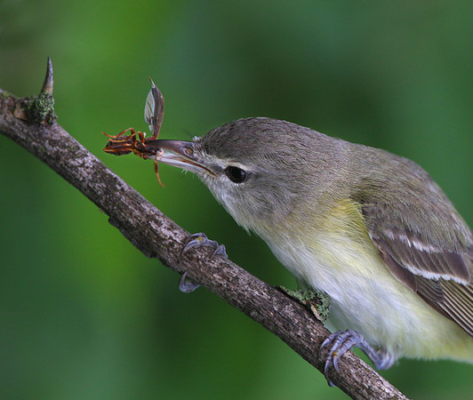 Bell's Vireo - Midewin