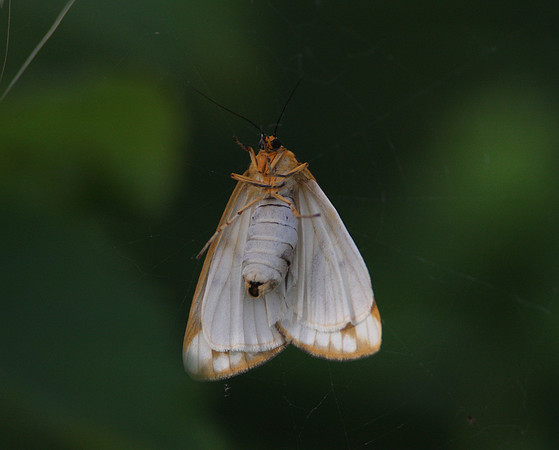 ID ?