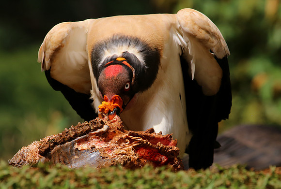 King Vulture - Laguna Lagarto, Costa Rica
