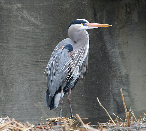 Great Blue Heron
