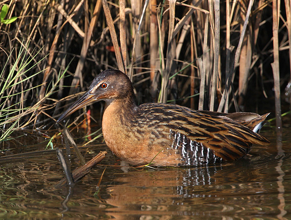 King Rail