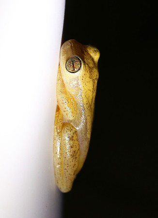 Mahogany Tree Frog - Cerro Lodge, Costa Rica