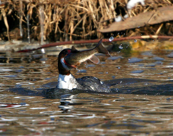 Common Merganser with fish