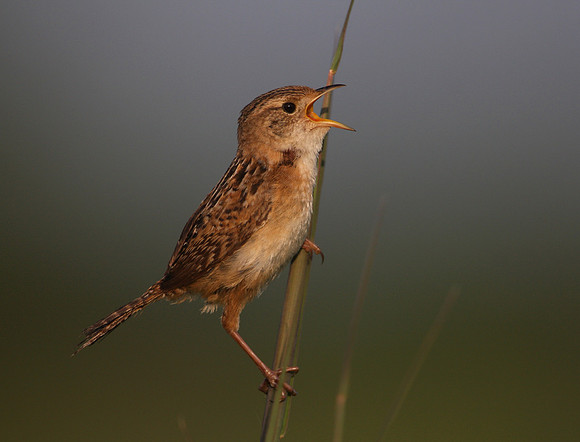 Sedge Wren