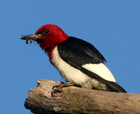Red-headed Woodpecker