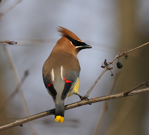Cedar Waxwing