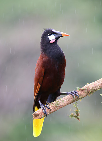 Montezuma Oropendola - Laguna Lagarto, Costa Rica