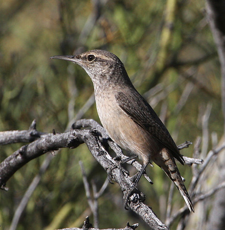 Rock Wren - Saguaro National Park