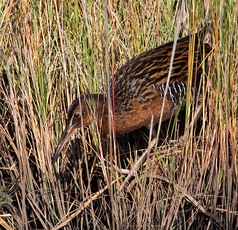 King Rail