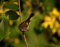American Redstart