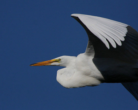 Great Egret
