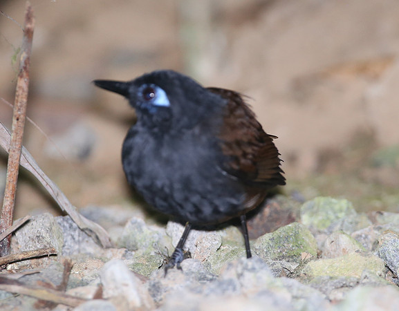 Chestnut-backed Antbird - Selva Verde, Costa Rica