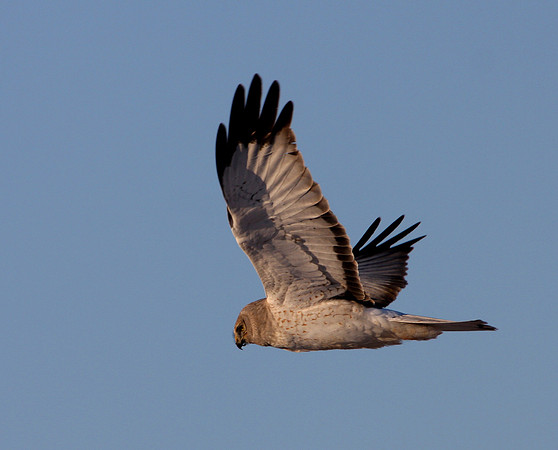 Northern Harrier (male)