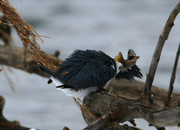 Belted Kingfisher