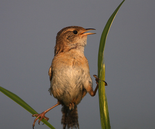 Sedge Wren