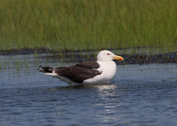 Greater Black-backed Gull