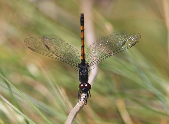 Seaside Dragonlet