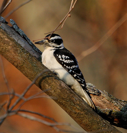 Hairy Woodpecker
