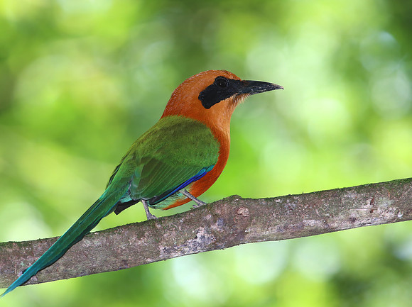 Rufous Motmot - Costa Rica