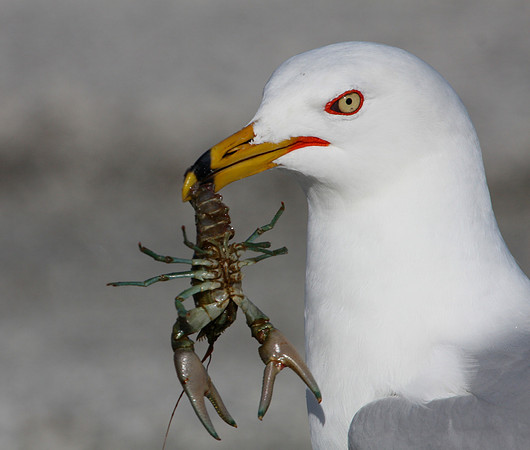 Ring-billed Gull with Crayfish