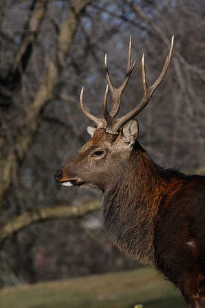 Sika Deer