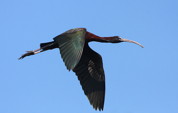 Glossy Ibis