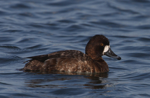 Lesser Scaup - Wolf Lake.  Chicago, IL.