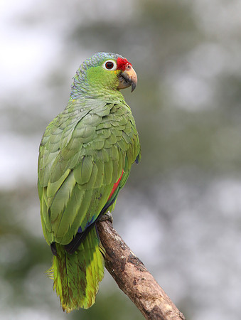 Red-lored Parrot - Laguna Lagarto, Costa Rica