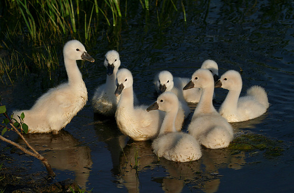 Mute Swans - cygnets