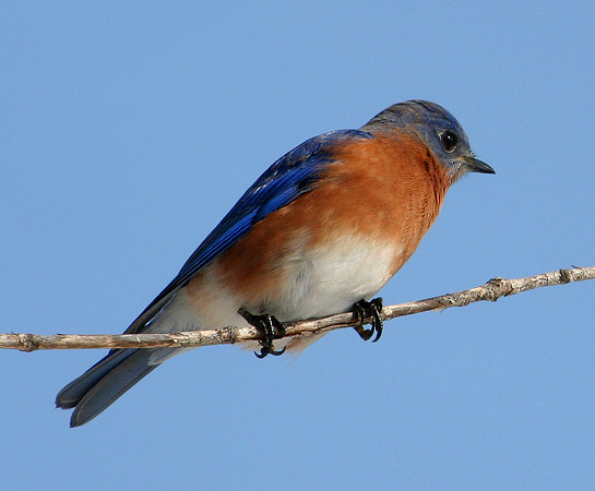 Eastern Bluebird