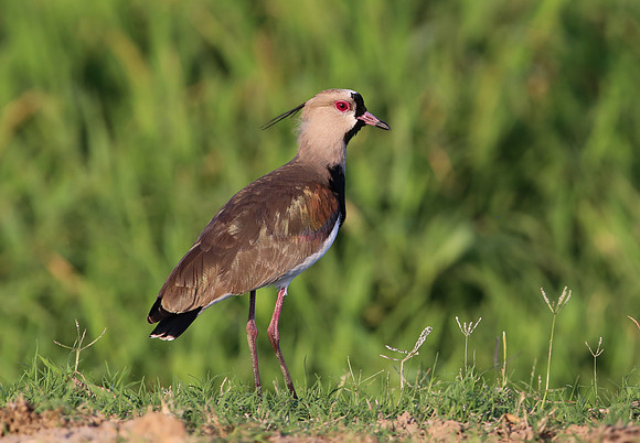 Southern Lapwing - Casa Solimar, Costa Rica