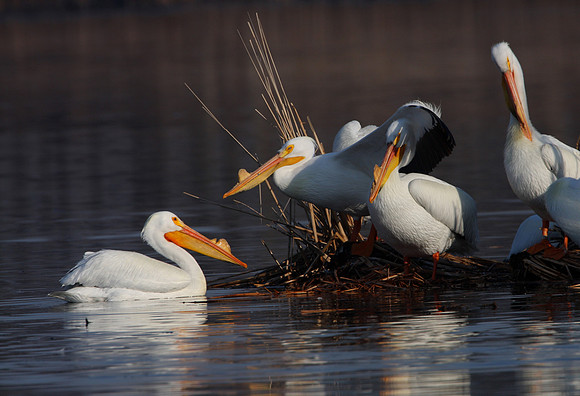 American White Pelican