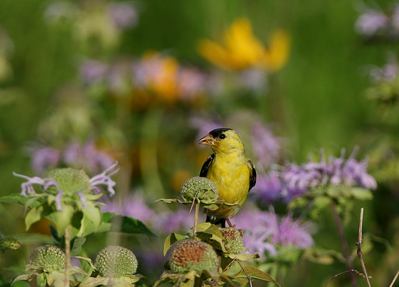 American Goldfinch