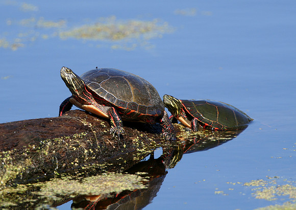 Painted Turtle