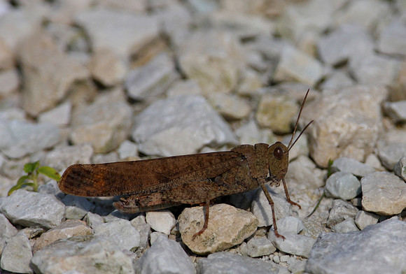 Carolina Grasshopper