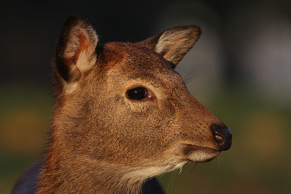 Sika Deer