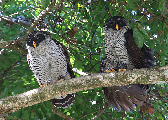 Black-and-white Owl - Tarcol River, Costa Rica