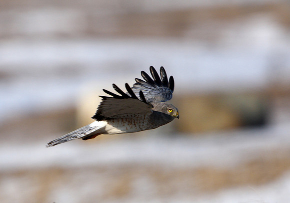 Northern Harrier (male)