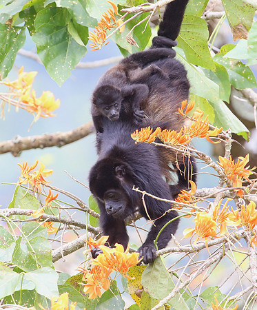 Howler Monkeys - Costa Rica