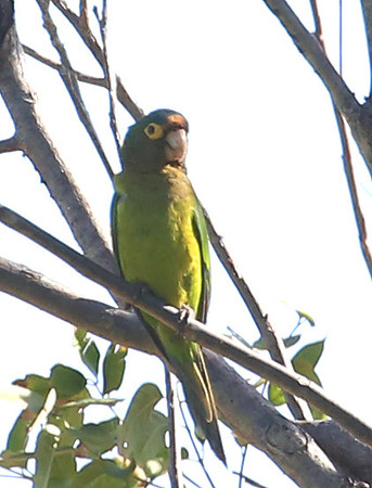 Orange-fronted Parakeet - Casa Solimar, Costa Rica