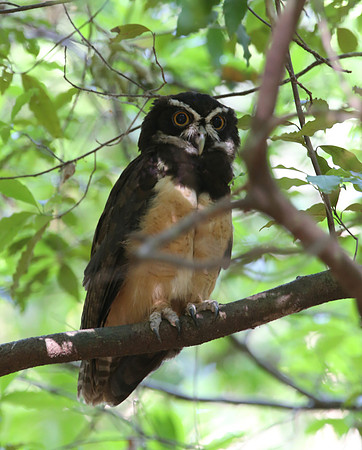 Spectacled Owl - Casa Solimar, Costa Rica