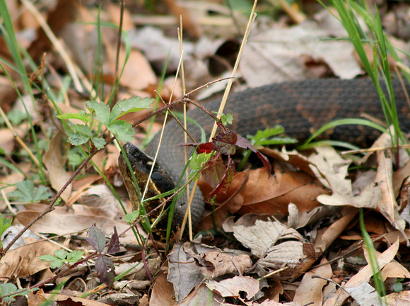 Cottonmouth