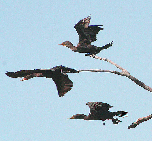 Double-crested Cormorants