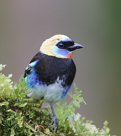 Golden-hooded Tanager - Laguna Lagarto, Costa Rica