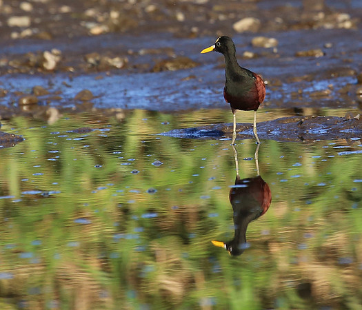 Northern Jacana - Tarcol River, Costa Rica