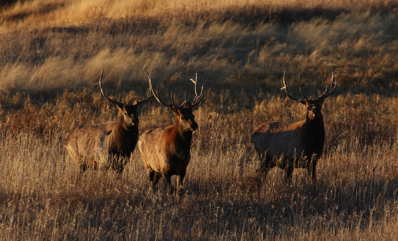 Elk Yellowstone National Park