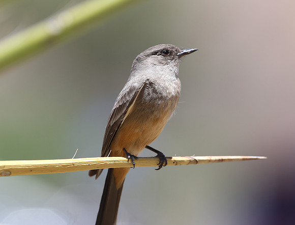 Say's Phoebe - Big Bend National Park, Texas