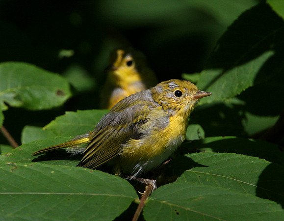 Yellow Warbler (fledglings)