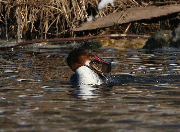 Common Merganser