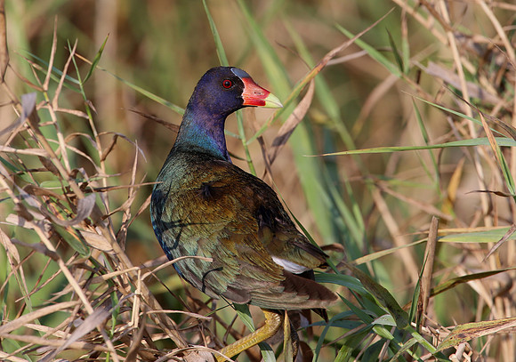 Purple Gallinule - Anahuac NWR, Texas